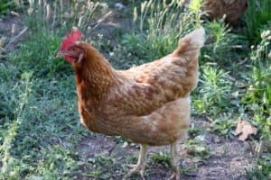 10 Great Reasons to Keep Backyard Chickens | https://therealfooddietitians.com/10-great-reasons-to-keep-backyard-chickens/