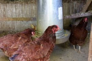 10 Reasons to Keep Backyard Chickens | https://therealfooddietitians.com/10-great-reasons-to-keep-backyard-chickens/