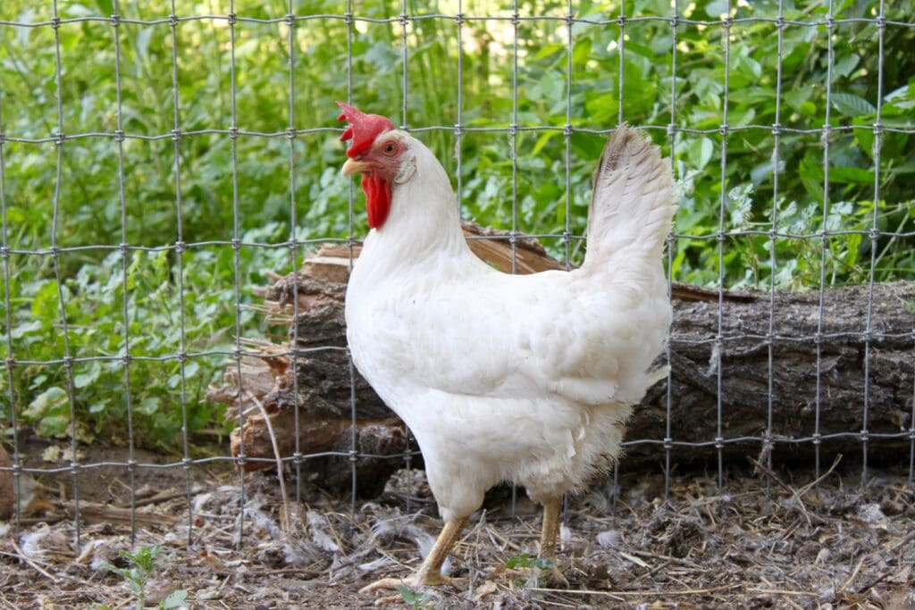 On of the Real Food Dietitian's backyard chickens.