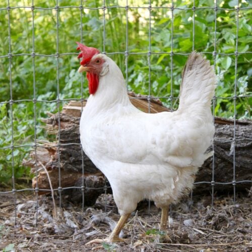 On of the Real Food Dietitian's backyard chickens.
