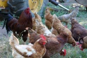 10 Great Reasons to Keep Backyard Chickens | https://therealfooddietitians.com/10-great-reasons-to-keep-backyard-chickens/