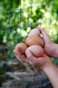 10 Great Reasons to Keep Backyard Chickens | https://therealfooddietitians.com/10-great-reasons-to-keep-backyard-chickens/