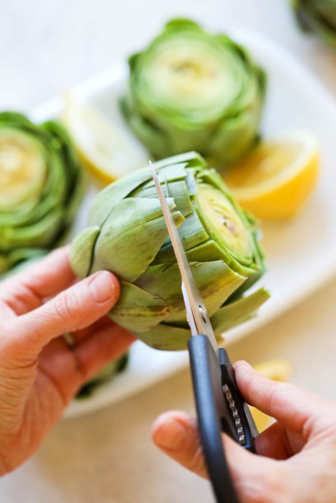 A bright green artichoke having the sharp tips cut off the petals with a pair of shears.