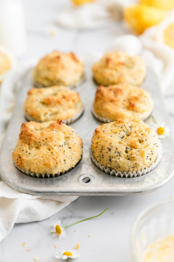 A six muffin tin holder holding six lemon poppy seed muffins in white paper liners. 